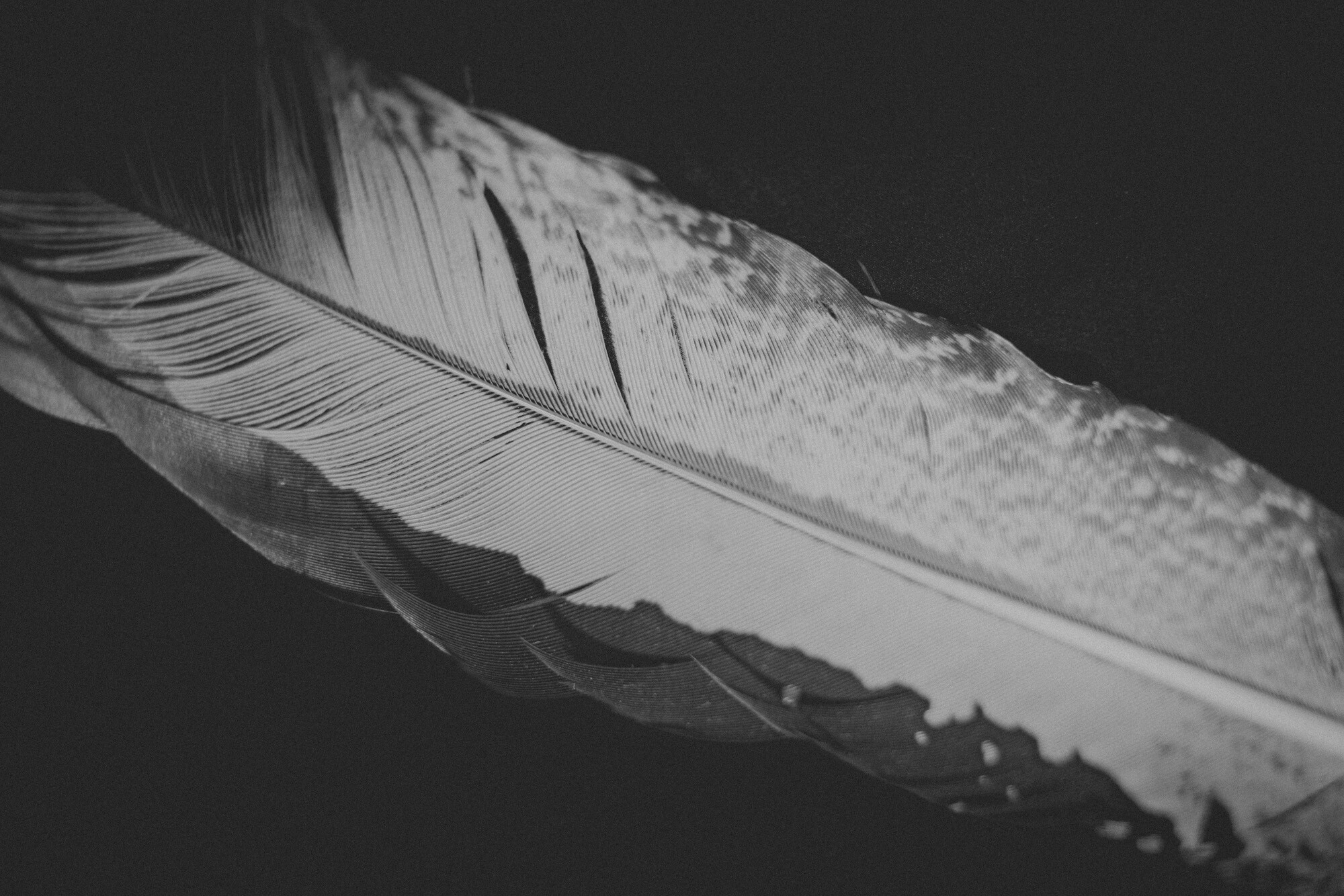 ©ElsaLaurent_220625_Plume_DSC4603