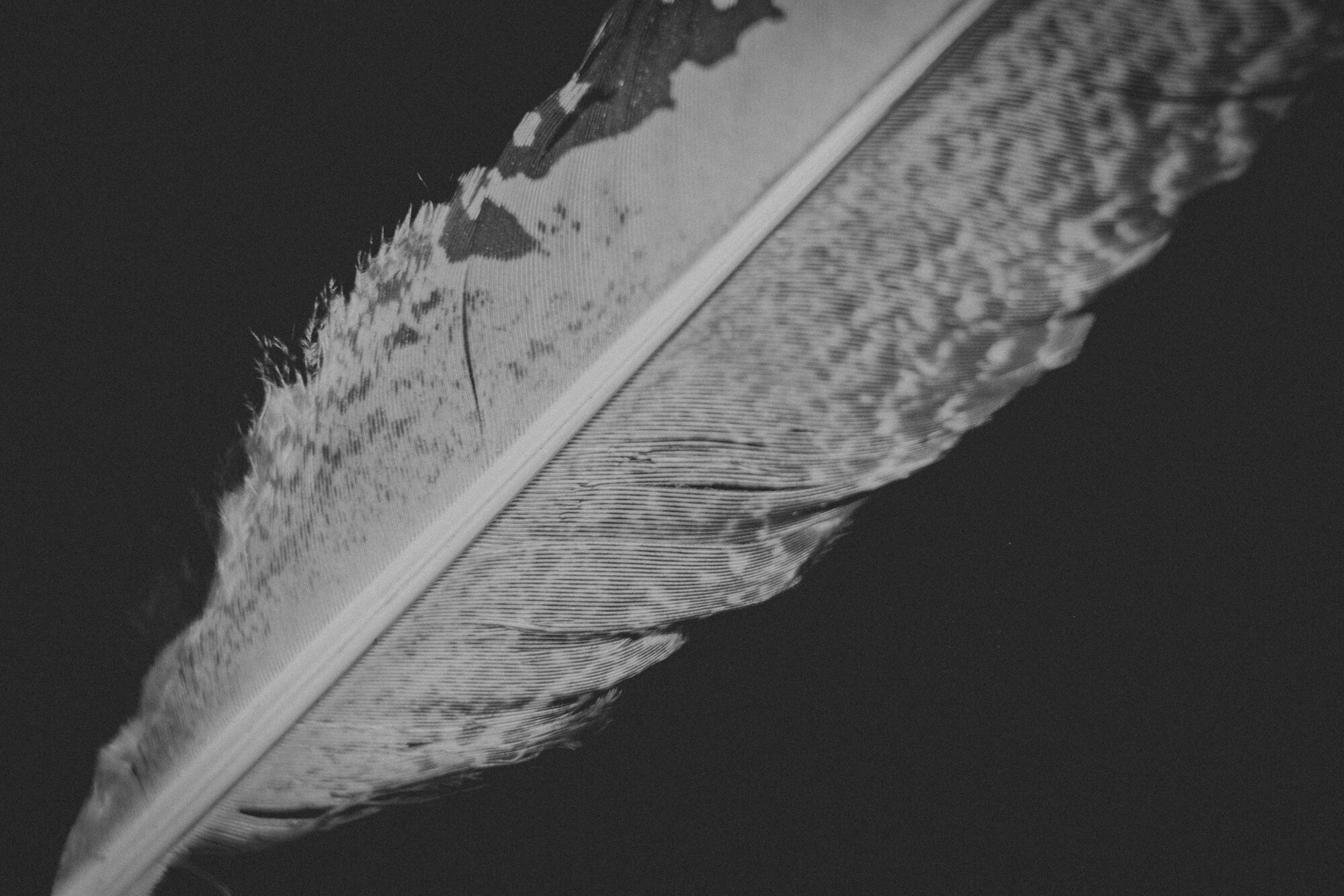 ©ElsaLaurent_220625_Plume_DSC4604