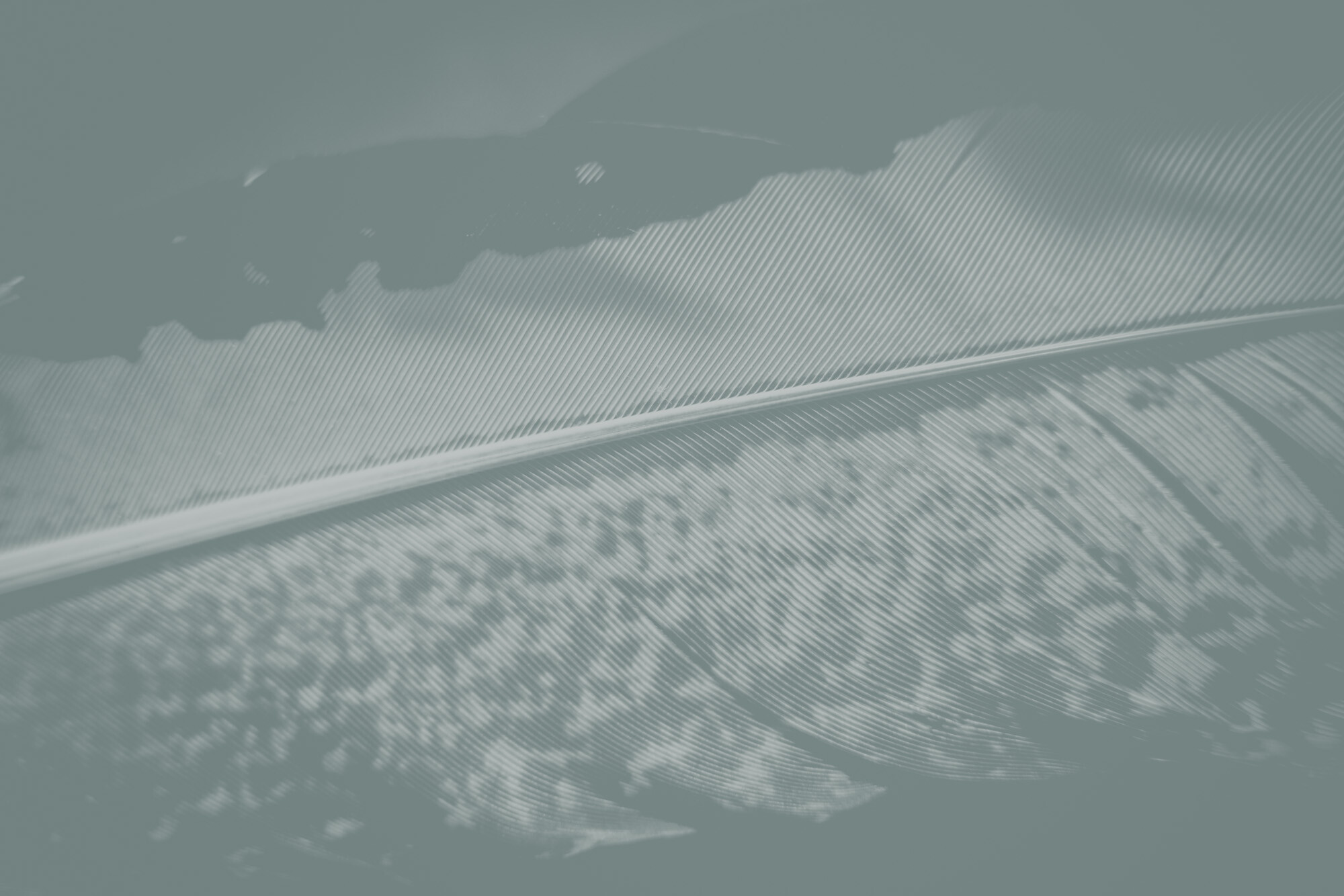 ©ElsaLaurent_220625_Plume_DSC4606