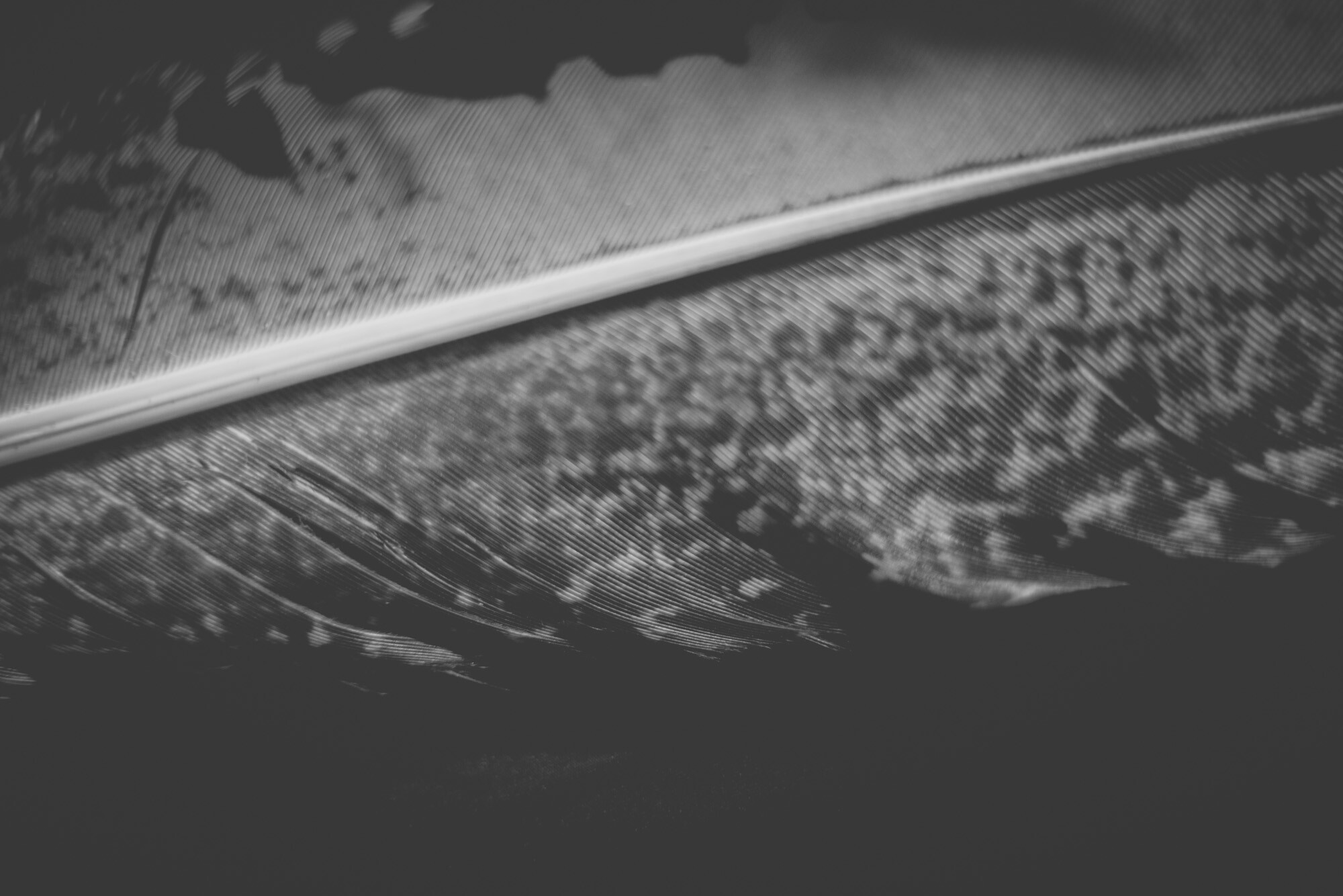 ©ElsaLaurent_220625_Plume_DSC4607