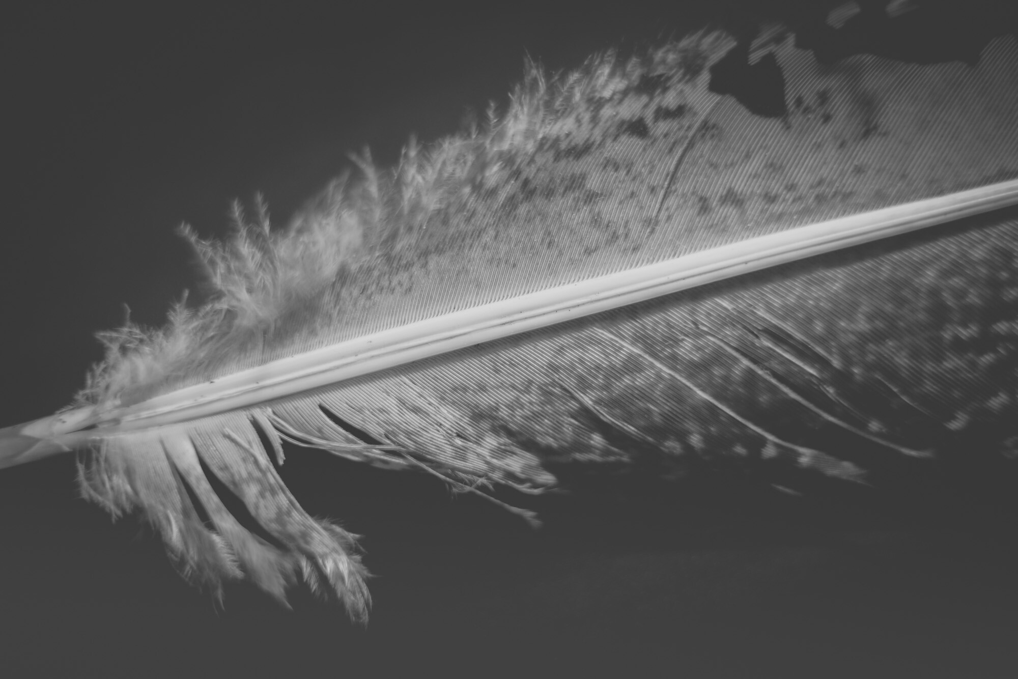 ©ElsaLaurent_220625_Plume_DSC4608