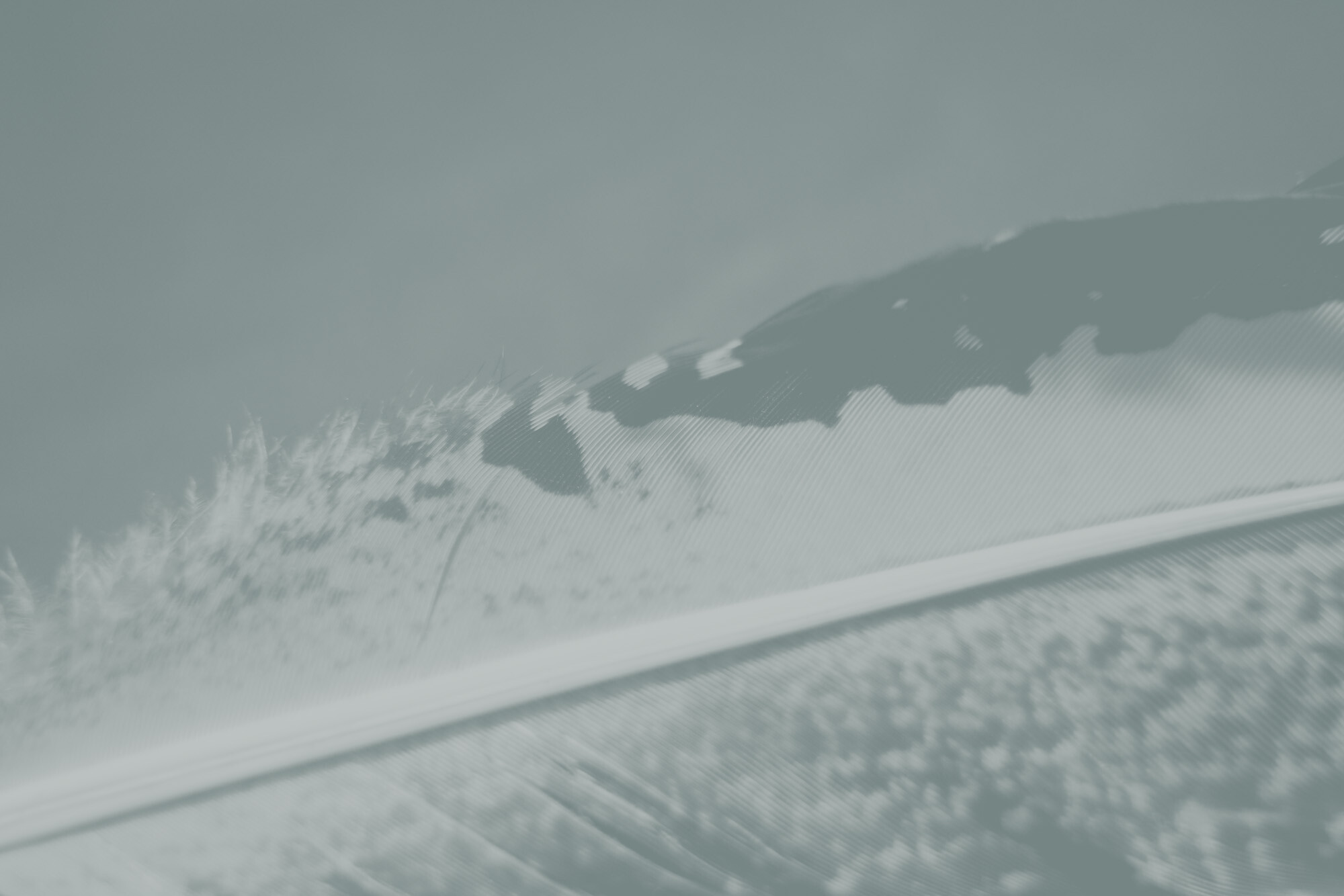 ©ElsaLaurent_220625_Plume_DSC4609