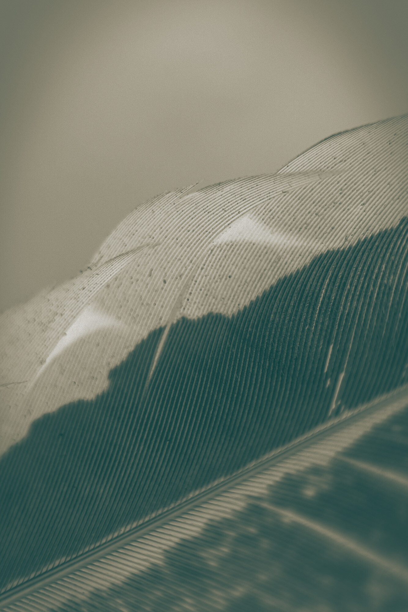 ©ElsaLaurent_220625_Plume_DSC4611