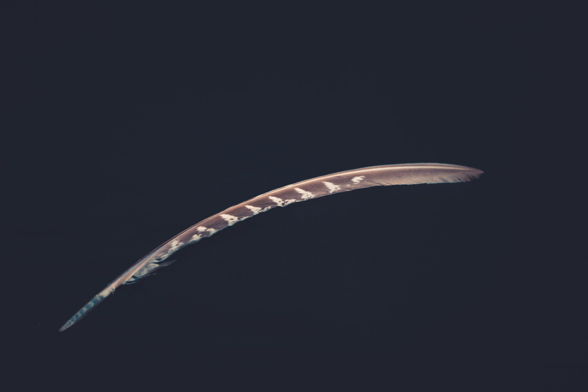 ©ElsaLaurent_220625_Plume_DSC4627