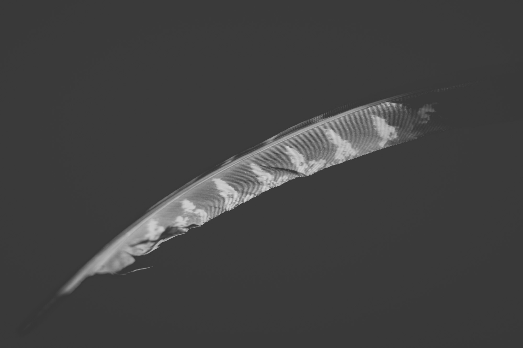 ©ElsaLaurent_220625_Plume_DSC4629