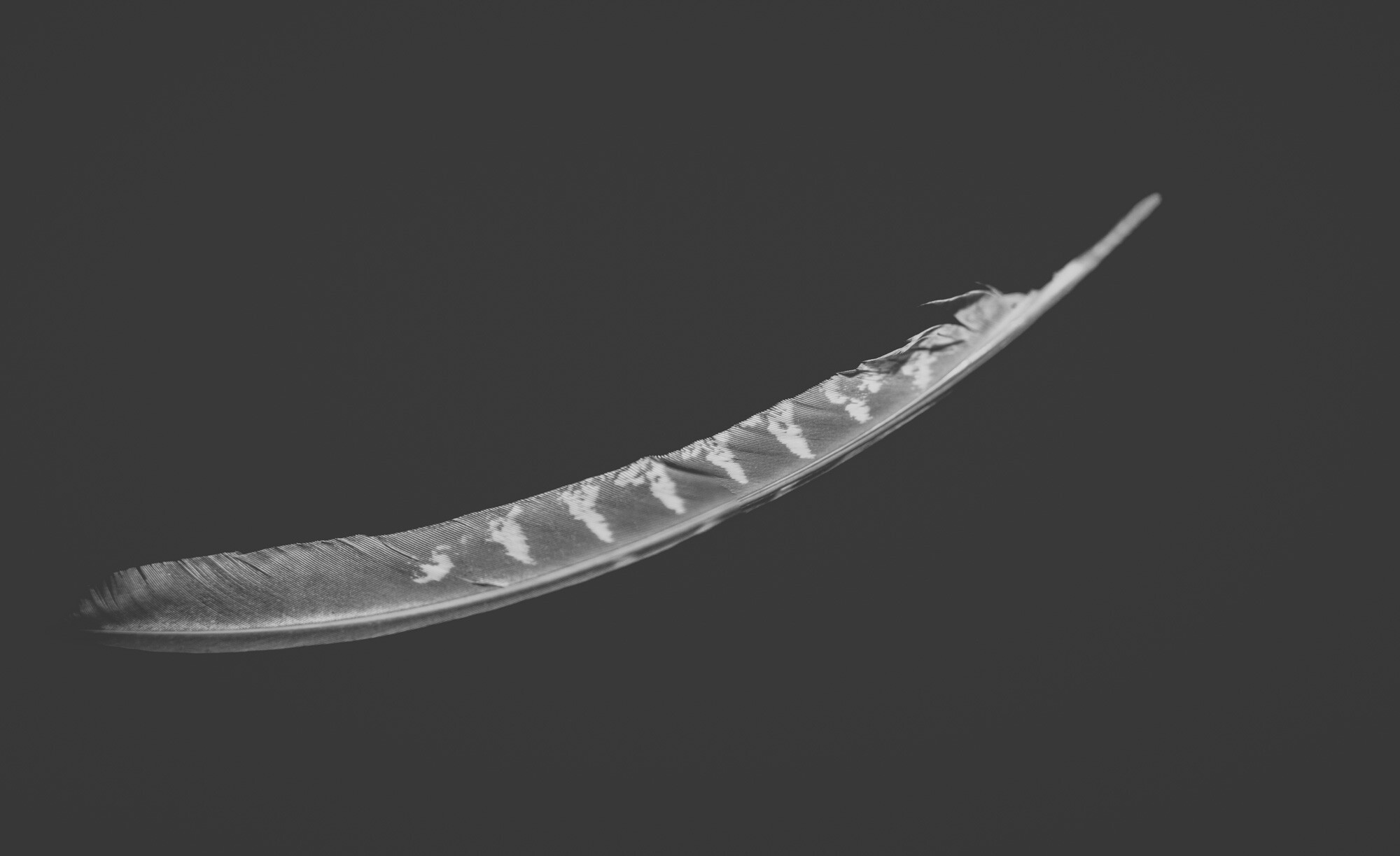 ©ElsaLaurent_220625_Plume_DSC4632-Panorama