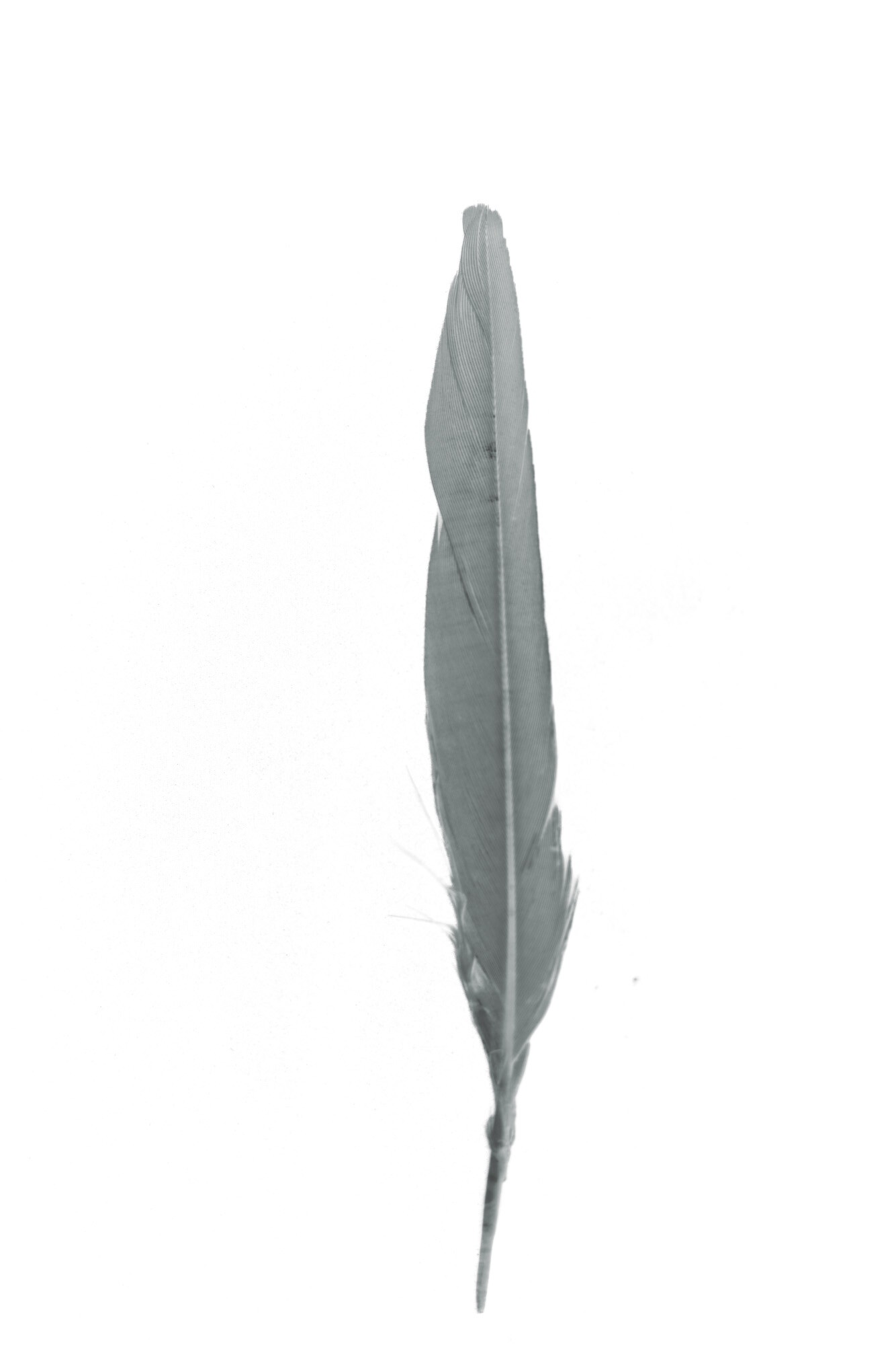 ©ElsaLaurent_220625_Plume_DSC4638