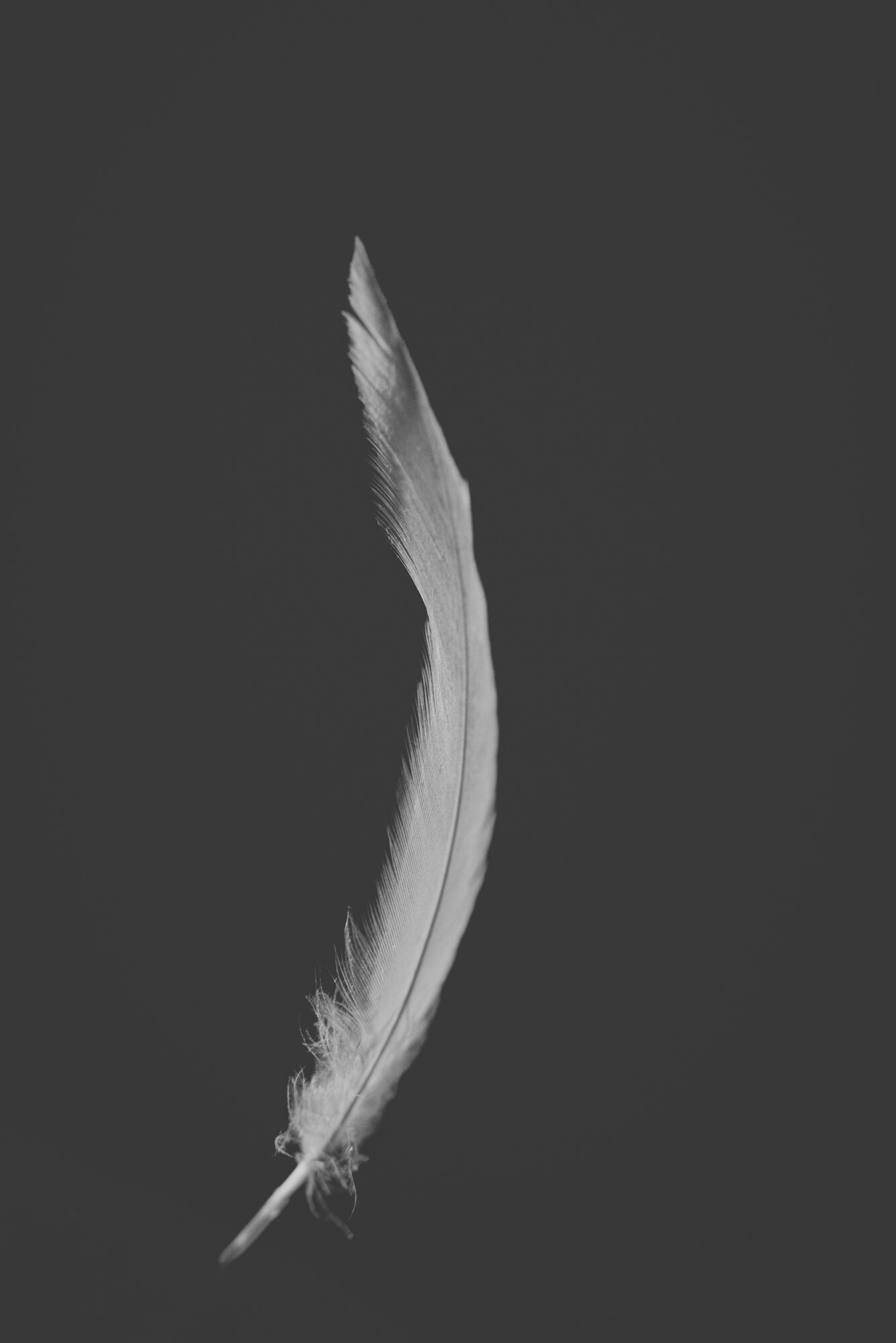 ©ElsaLaurent_220625_Plume_DSC4663