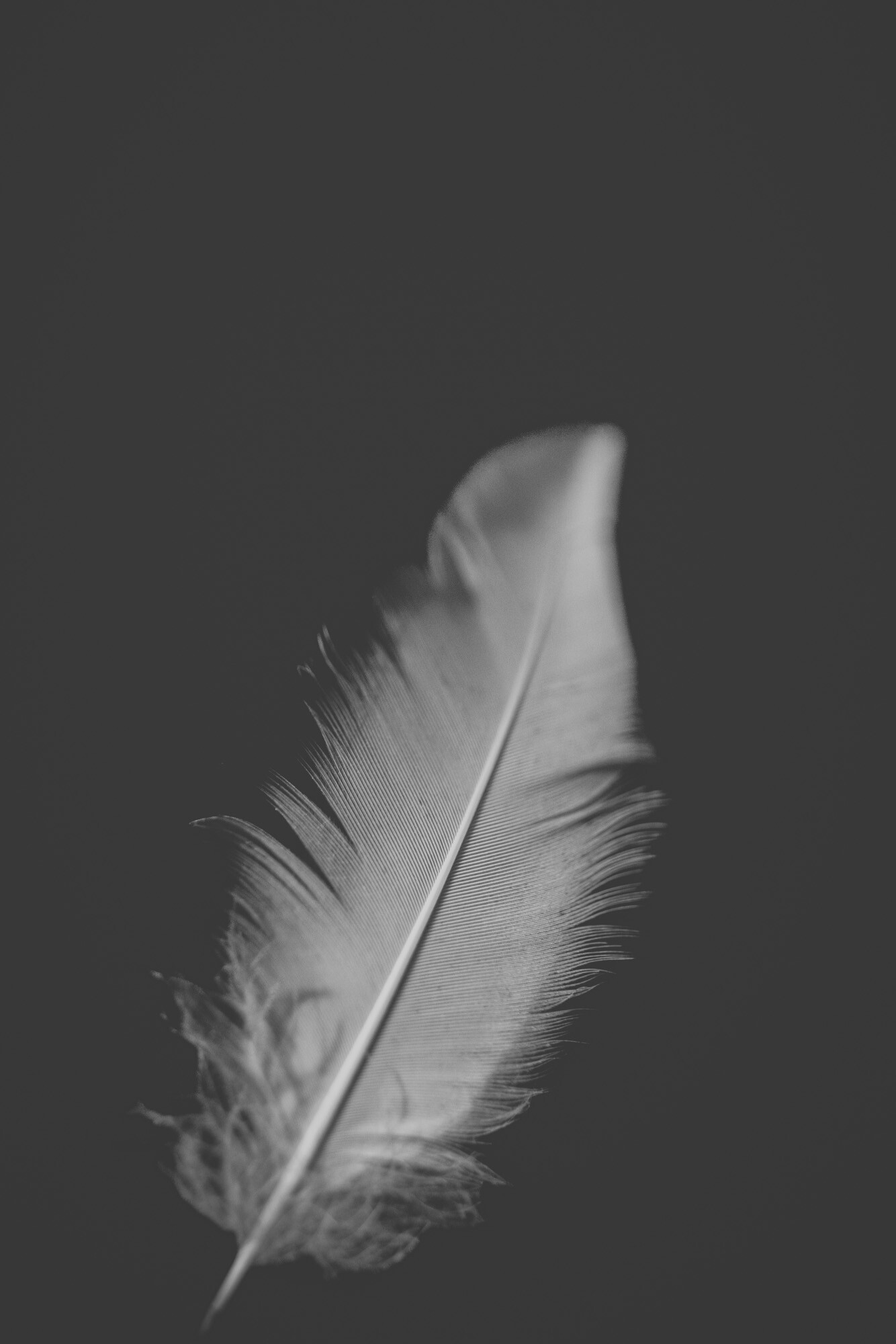 ©ElsaLaurent_220625_Plume_DSC4666