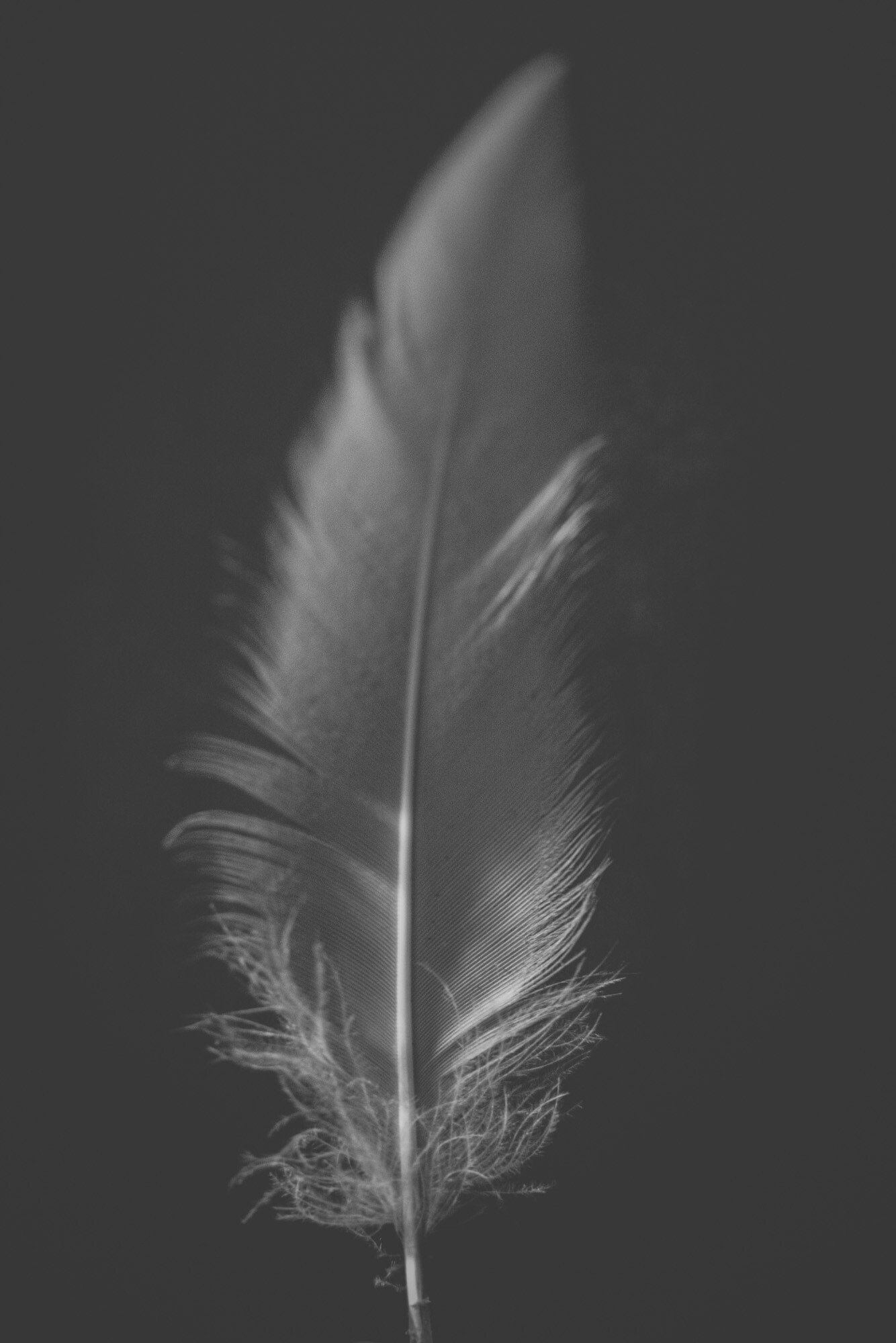 ©ElsaLaurent_220625_Plume_DSC4670