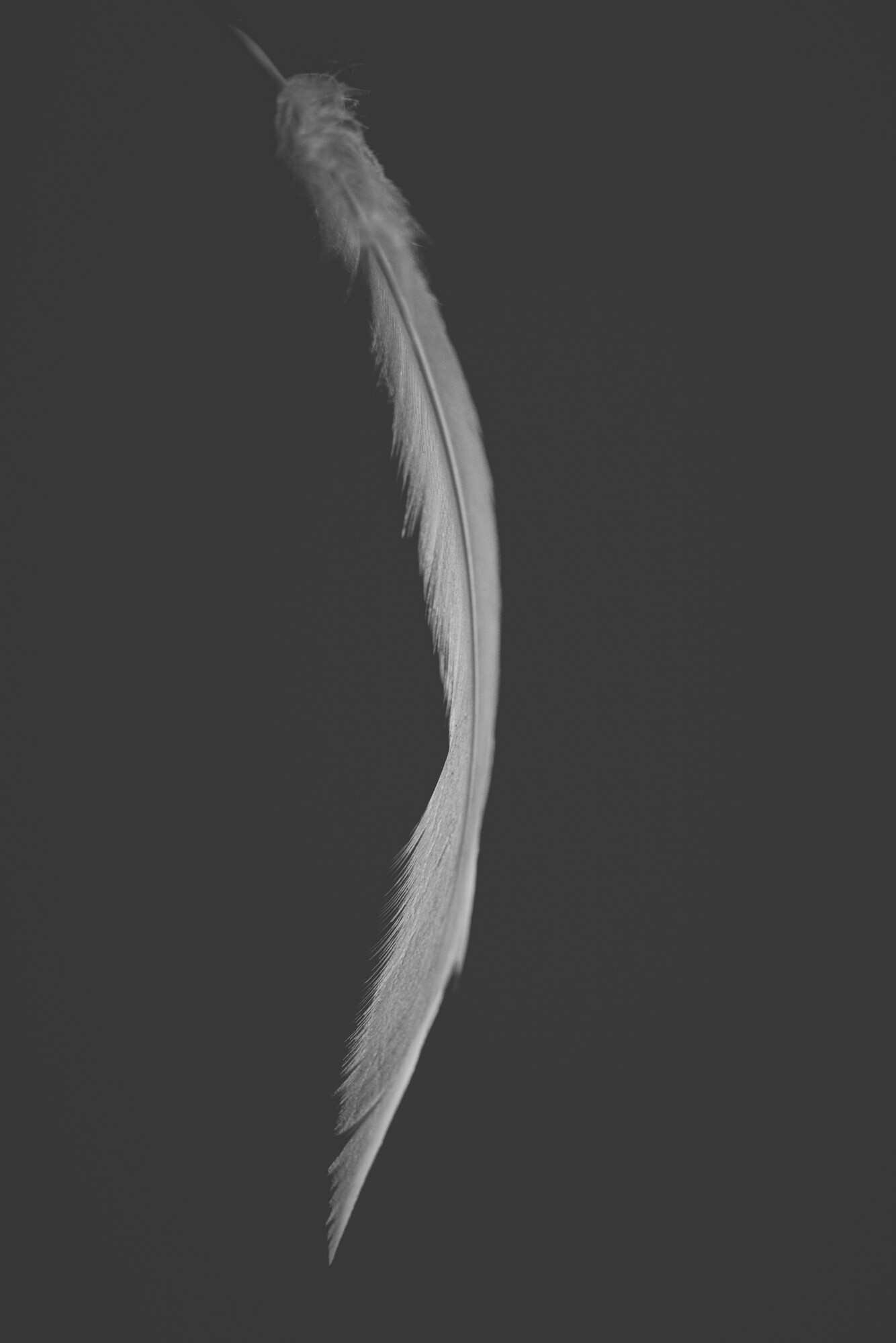 ©ElsaLaurent_220625_Plume_DSC4672