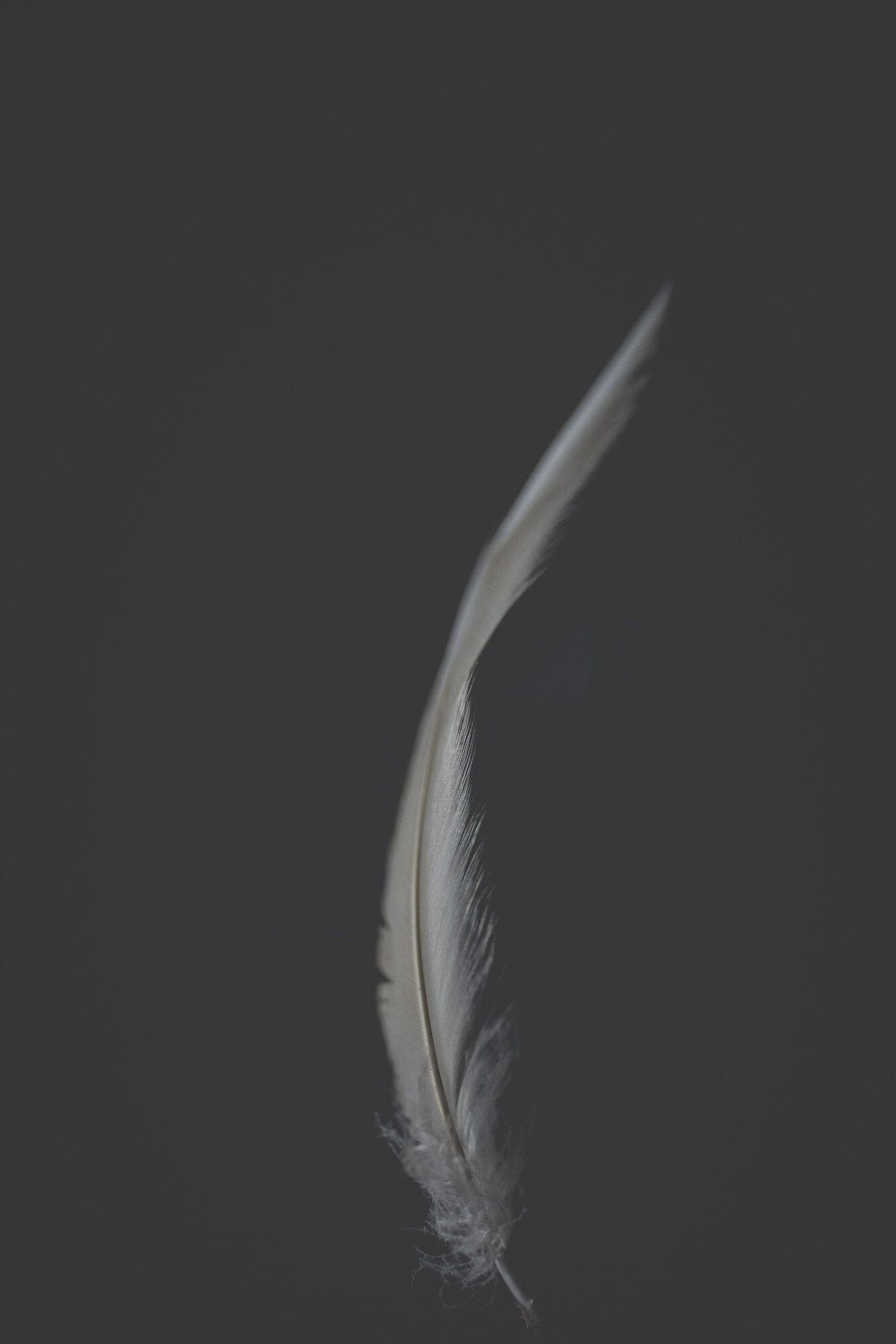 ©ElsaLaurent_220625_Plume_DSC4676