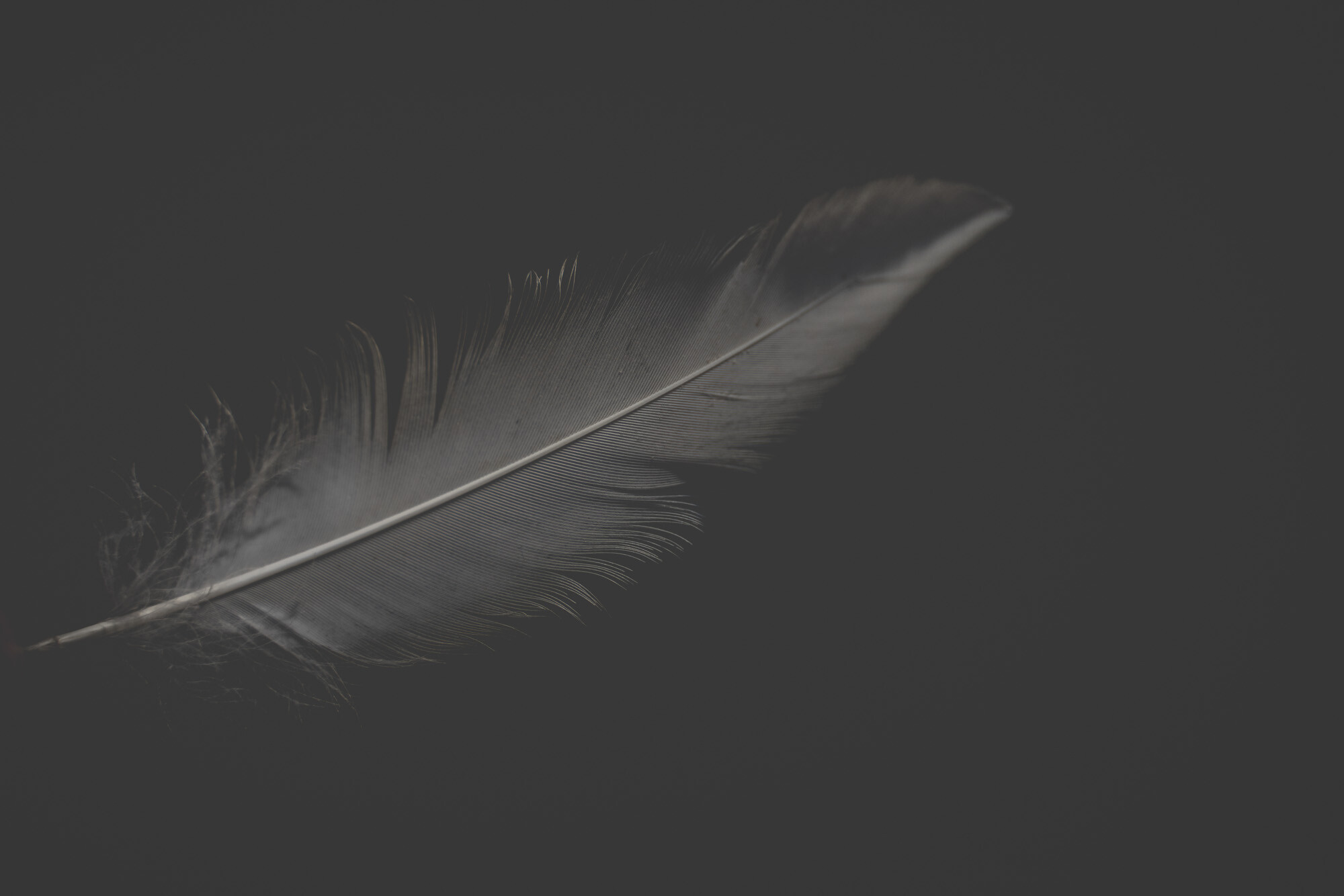 ©ElsaLaurent_220625_Plume_DSC4681