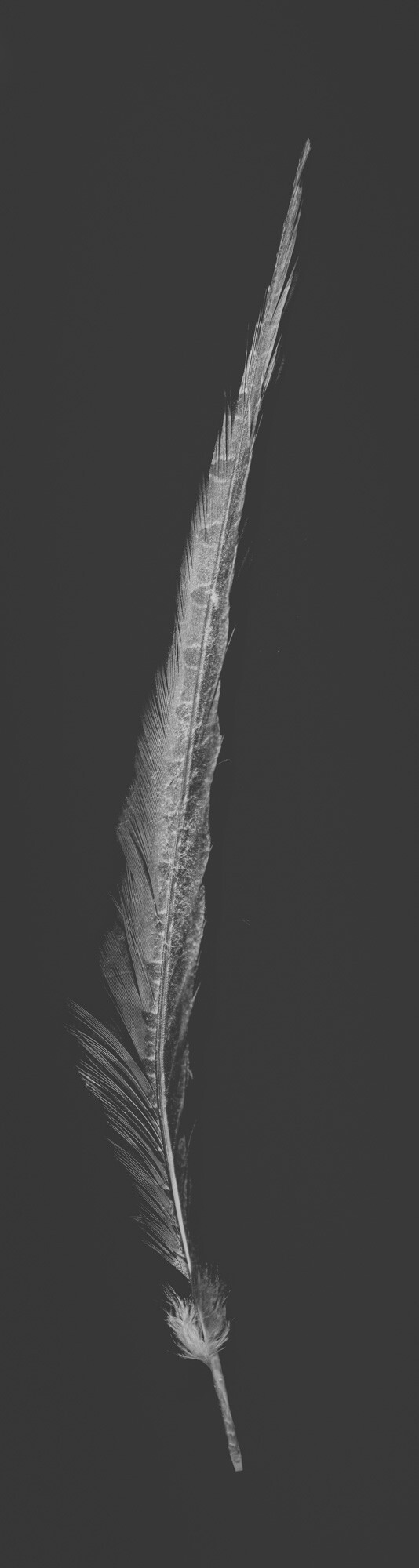 ©ElsaLaurent_220625_Plume_DSC4692-Panorama