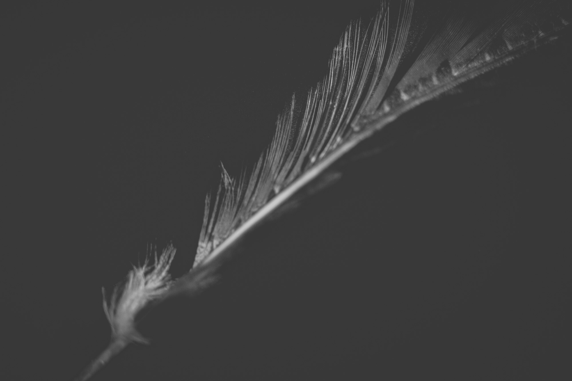 ©ElsaLaurent_220625_Plume_DSC4697