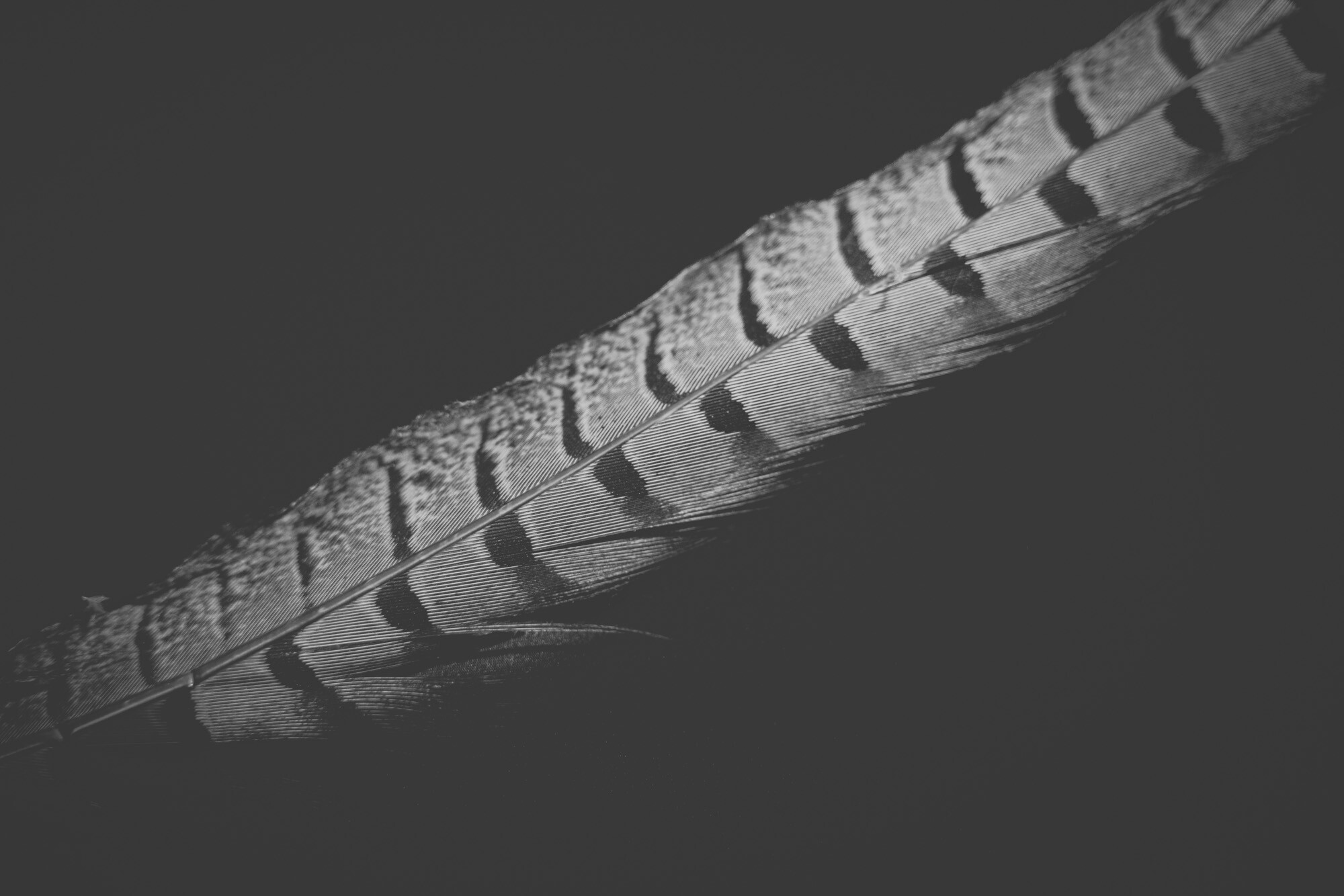 ©ElsaLaurent_220625_Plume_DSC4698