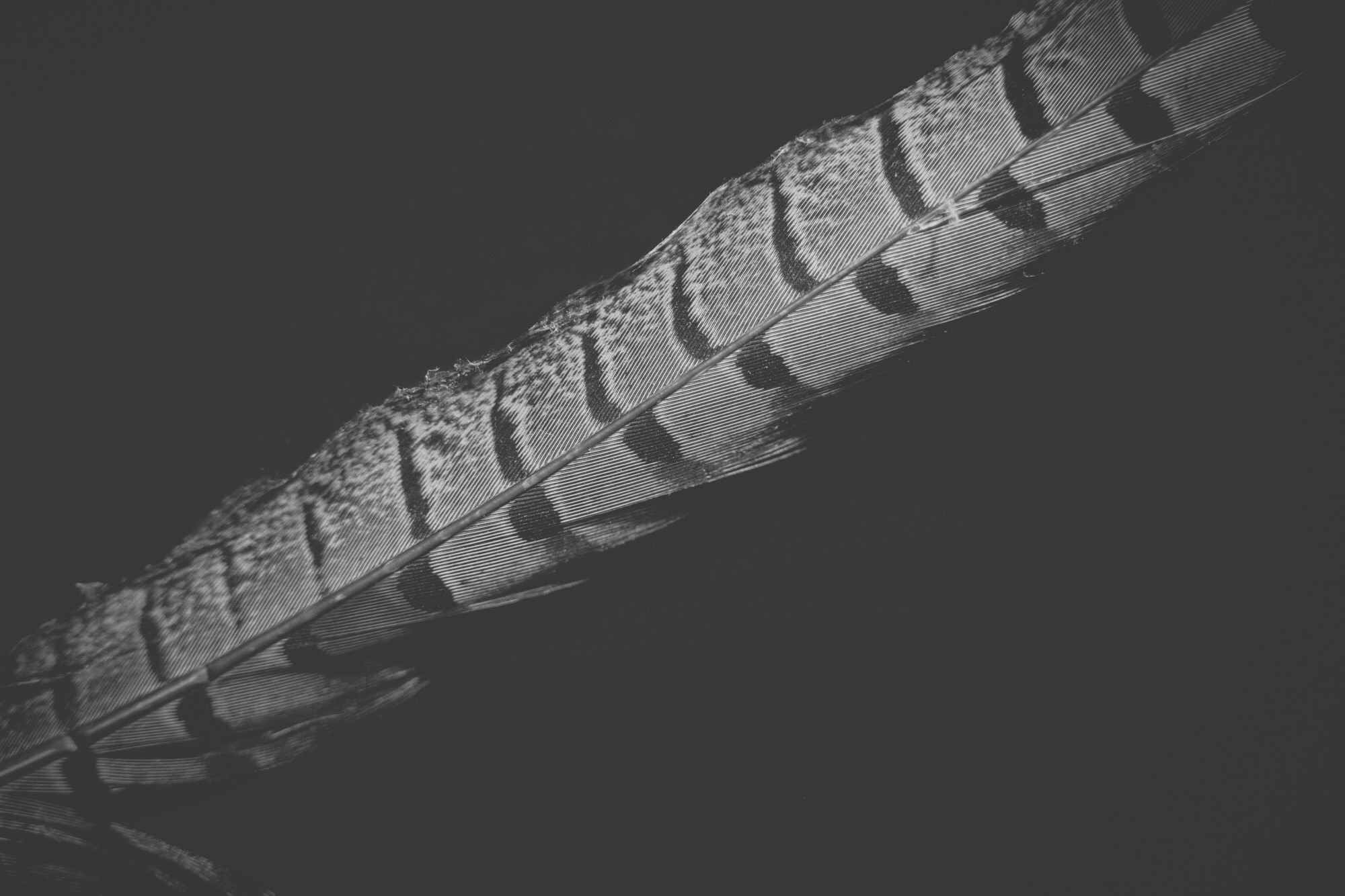 ©ElsaLaurent_220625_Plume_DSC4705