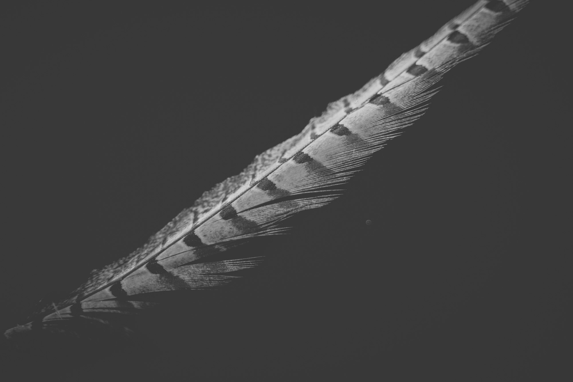 ©ElsaLaurent_220625_Plume_DSC4708