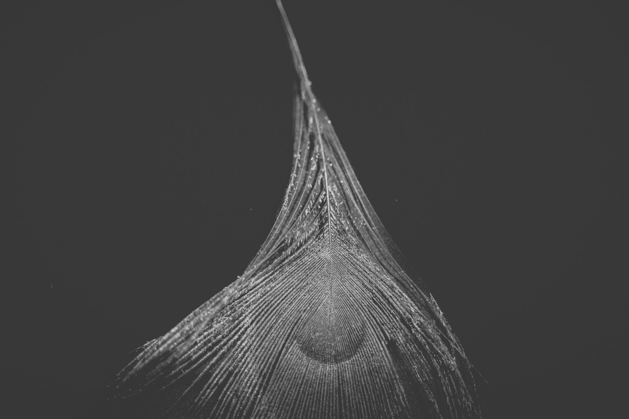 ©ElsaLaurent_220625_Plume_DSC4717