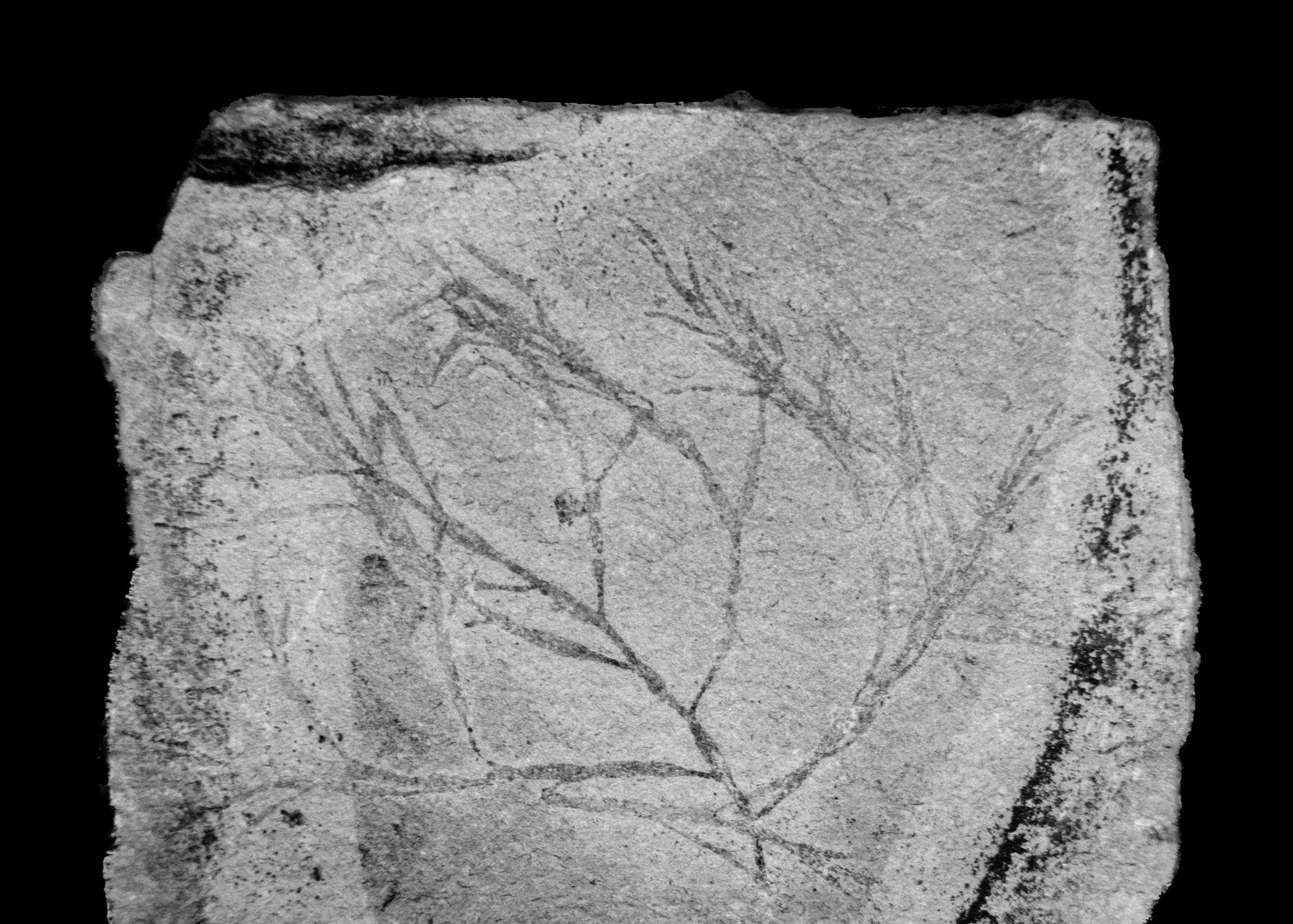 Paleobotanique_03042022_14h02_DSC2833