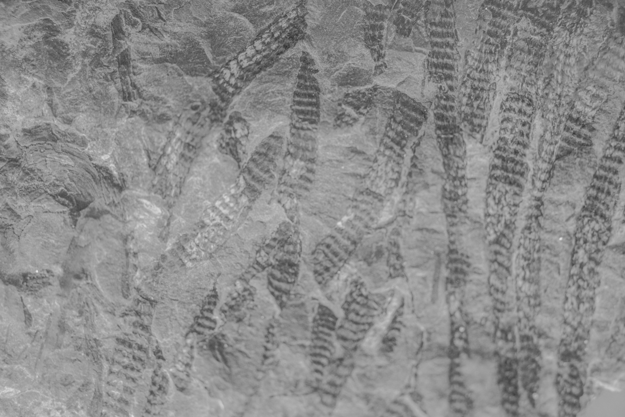 Paleobotanique_03042022_14h04_DSC2849