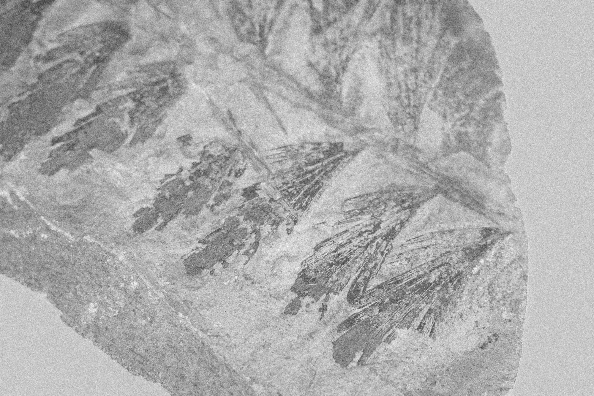 Paleobotanique_03042022_14h06_DSC2862