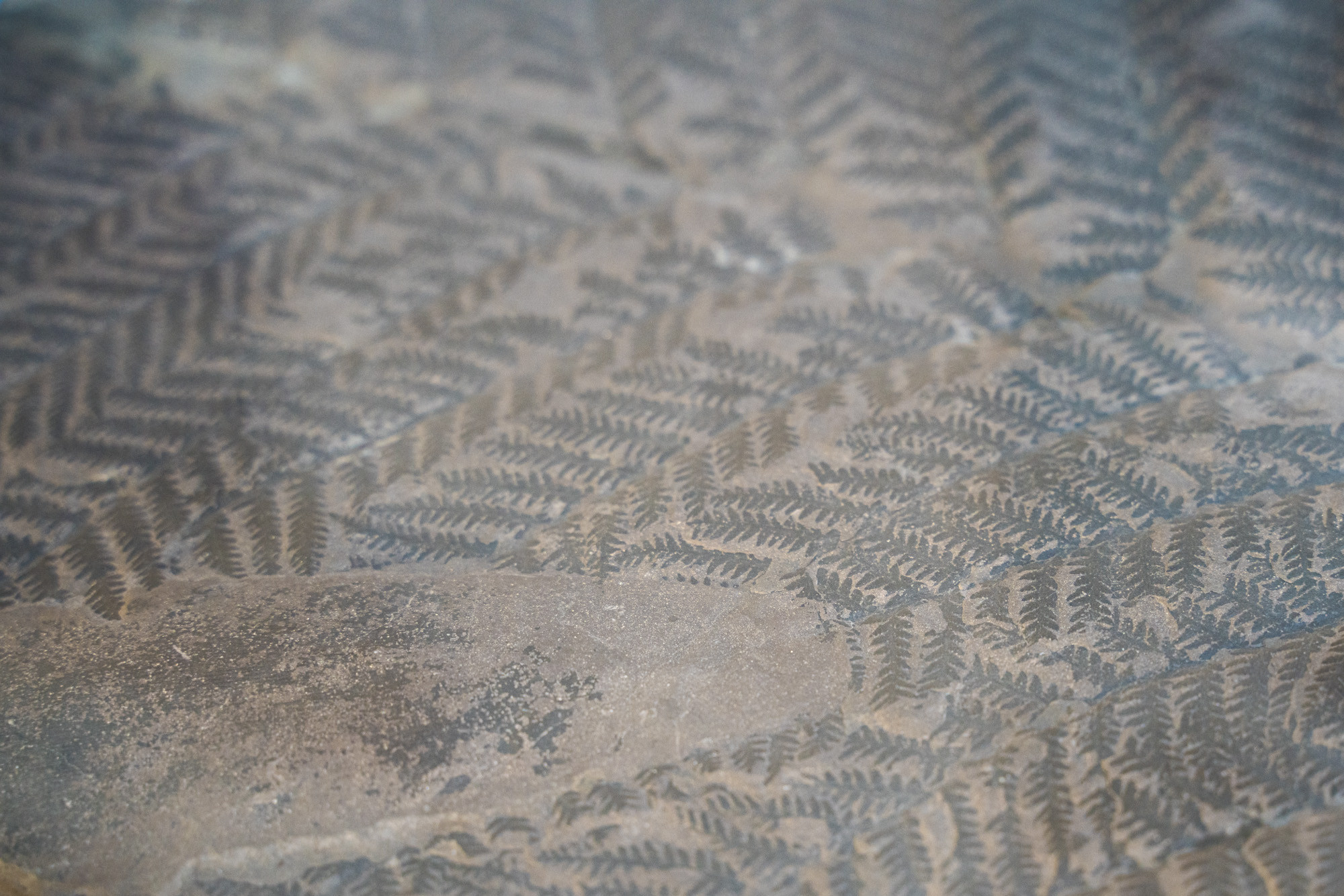 Paleobotanique_03042022_14h07_DSC2868