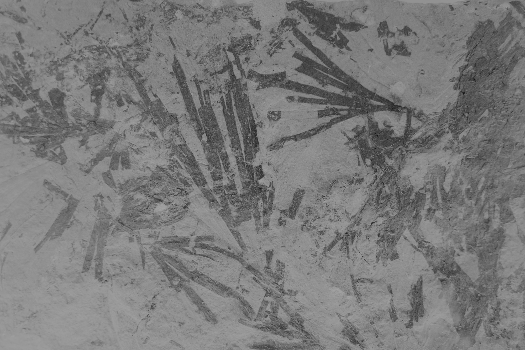 Paleobotanique_03042022_14h10_DSC2896